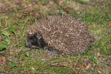 Hedgehog #2