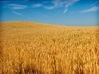 wheat field