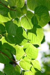birch leaves