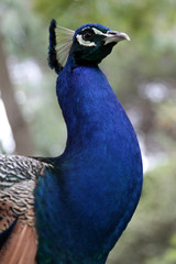 Obraz premium Paon - Peacock