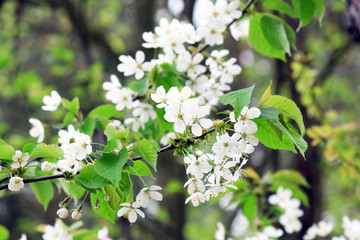 Cherry tree in bloom