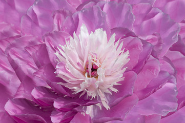 Close up of violet chrysanthemum