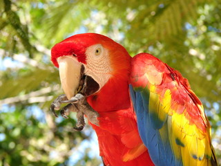 Florida Parrot