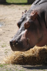 Nilpferd