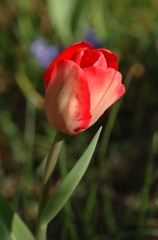 tulipe