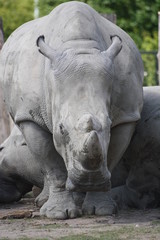 Obraz premium Nashorn