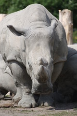 Fototapeta premium Nashorn