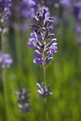Obraz premium Lavender