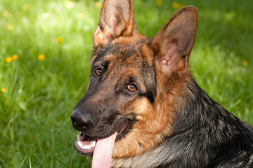 German Shepherd III