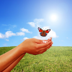 Roter Schmetterling