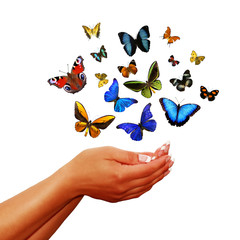 Das Schmetterling Konzept