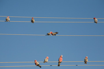 Parrots on wires