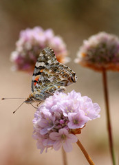 Butterfly look for nectar