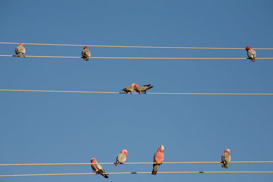 Parrots on wires