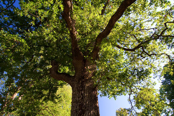 Baum über Tucholsky's Grab