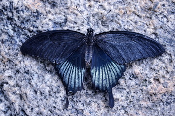 A Male Scarlet Mormon