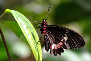 A Resting Cattleheart Butterfly