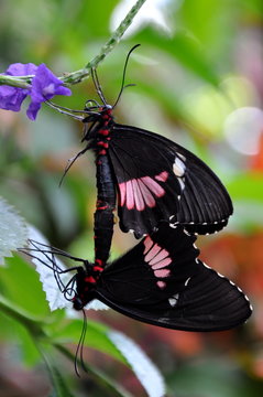 Two Mating Butterflies