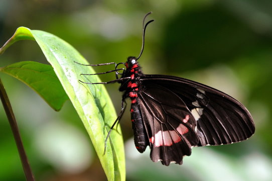 A Resting Cattleheart Butterfly