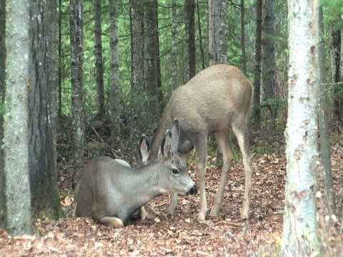 Fawn needs some loving tender care