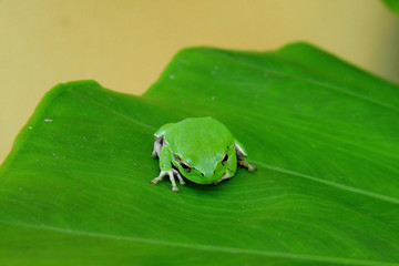 Green fog resting on a leaf