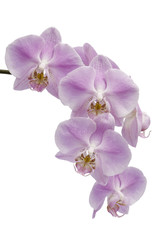 Fototapeta na wymiar Flowers of a Phalaenopsis orchid hybrid