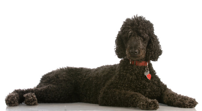 black standard poodle - six years old - isolated on white