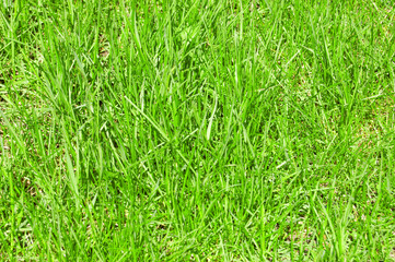 grass background