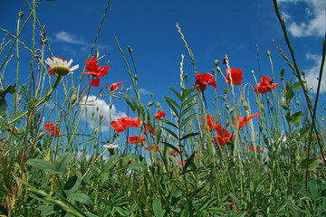 fleurs et herbes printani&egrave;re