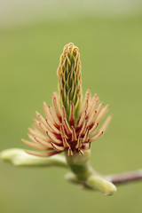 Magnolia Flower That Lost All Petals