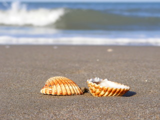 Conchiglie sulla spiaggia