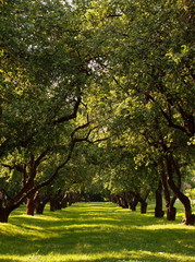 Fototapeta premium green hall (Gothic version)