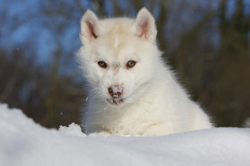 Naklejka premium portrait d'un chiot husky ayant de la neige sur la truffe