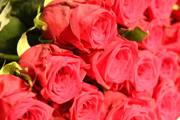 red bright roses