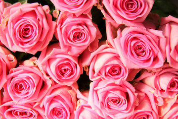 Fototapeta premium bright roses
