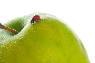 ladybird on green apple