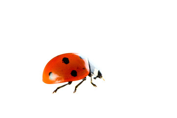 red ladybug.