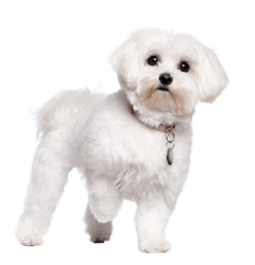 maltese dog (2 years old)
