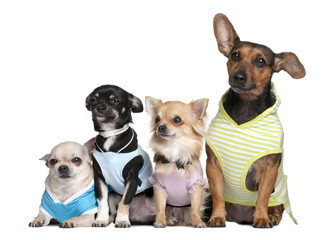 group of 4 dogs dressed-up