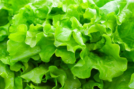Fresh green leaf lettuce