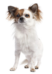 long haired chihuahua (1 year old)