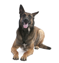 Belgian Shepherd Dog (Malinois) (2 years old)