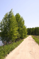 Fototapeta na wymiar road near forest
