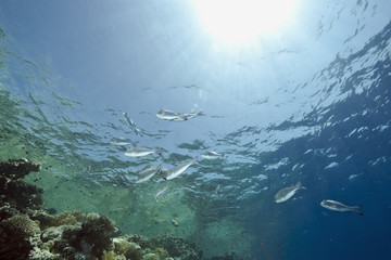 Fototapeta na wymiar ocean, sun and fish
