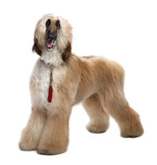 Young Brown Grommed Afghan Hound (1 years)