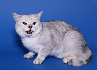 The British cat on a dark blue background.