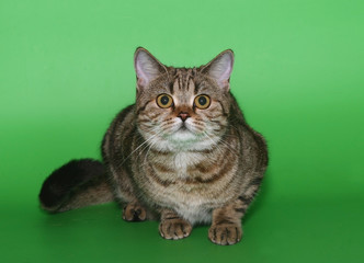 The Scottish cat on a green background.