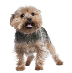 Yorkshire Terrier panting (2 years old)