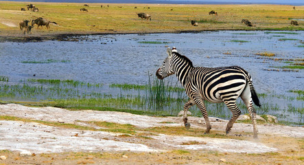 Fototapeta na wymiar African Wild Zebra
