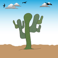 Solitary cactus